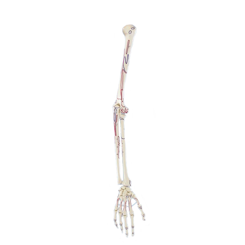 Arm Skeleton Model with Muscle Markings